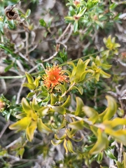 Melaleuca asterocarpa