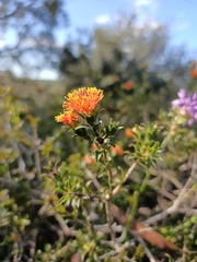 Melaleuca asterocarpa