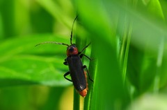 Cantharis reichei