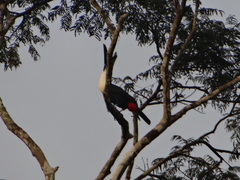 Ramphastos vitellinus