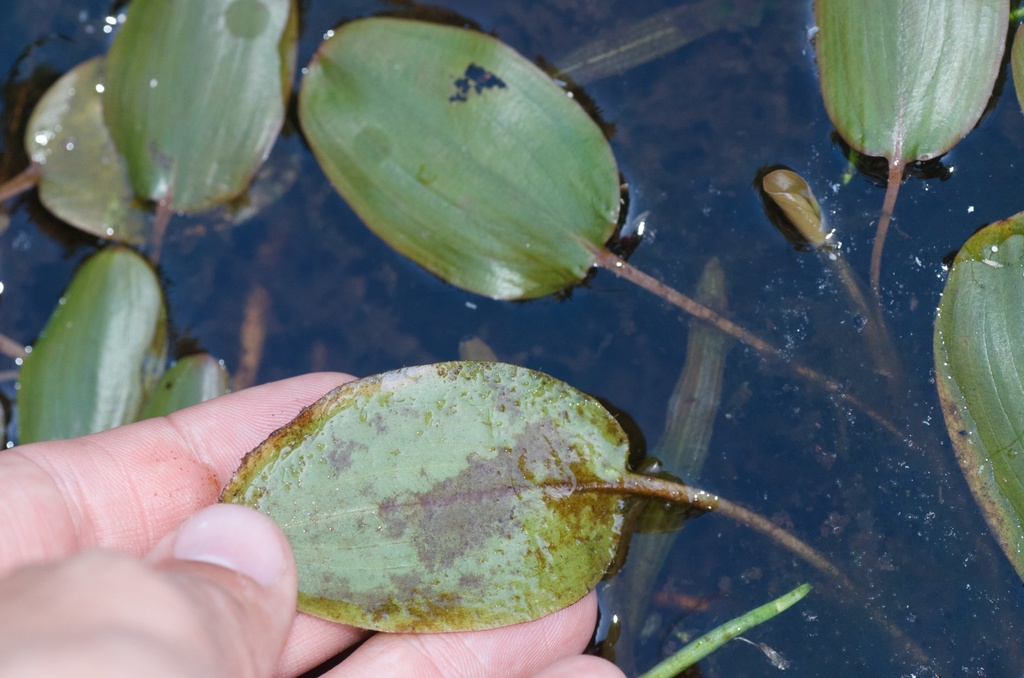 Red Pondweed