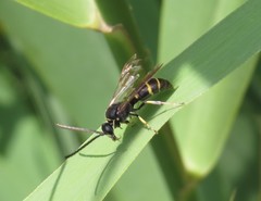 Argogorytes mystaceus