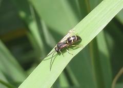 Argogorytes mystaceus