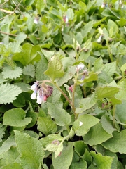 Symphytum × hidcotense