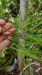 Dracophyllum sinclairii