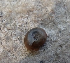 Aegopinella nitidula