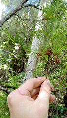 Dracophyllum sinclairii