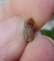 Aegopinella nitidula