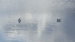 Chroicocephalus ridibundus