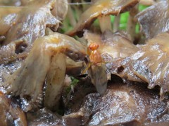 Dryomyzidae