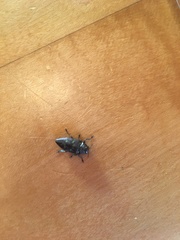 Buprestinae