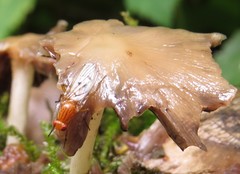 Dryomyzidae