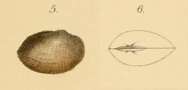 Bathyarca glacialis