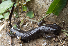 Triturus ivanbureschi