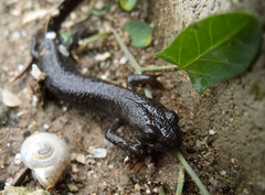 Triturus ivanbureschi