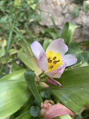 Tulipa saxatilis