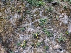 Potentilla matsumurae