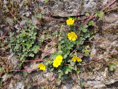 Potentilla matsumurae