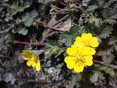 Potentilla matsumurae