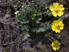 Potentilla matsumurae