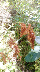 Machaerina sinclairii