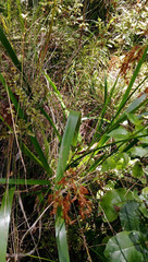 Machaerina sinclairii