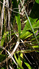 Machaerina sinclairii