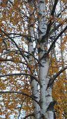 Betula pendula