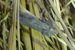 Lithophane laticinerea