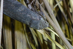 Lithophane laticinerea