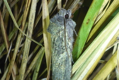 Lithophane laticinerea