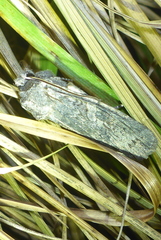 Lithophane laticinerea