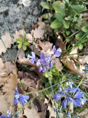 Polygala calcarea