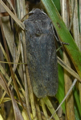 Lithophane laticinerea