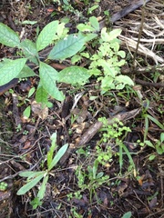 Myrsine salicina