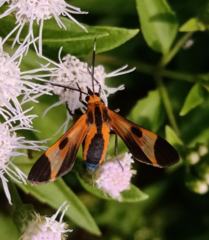 Dycladia emerita
