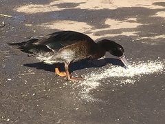 Anas platyrhynchos × Cairina moschata