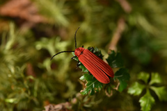 Dictyoptera