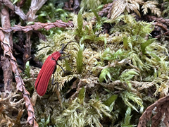 Dictyoptera