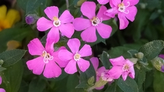 Silene pseudoatocion