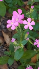 Silene pseudoatocion