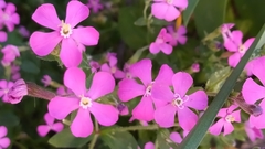 Silene pseudoatocion