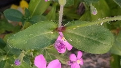 Silene pseudoatocion