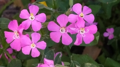 Silene pseudoatocion