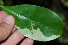 Corythoxestis zorionella