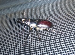Lucanus placidus