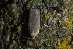 Elachistidae