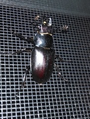 Lucanus placidus