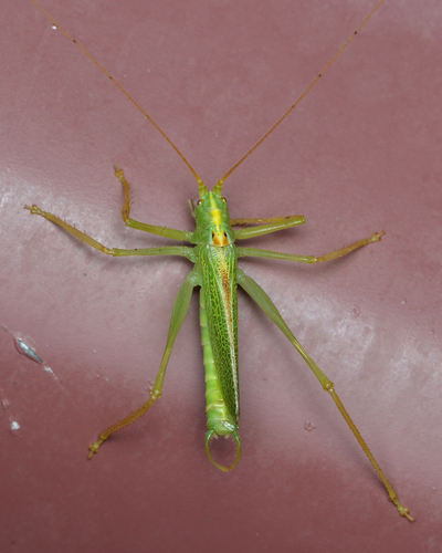 Oak Bush-cricket