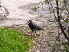Corvus monedula